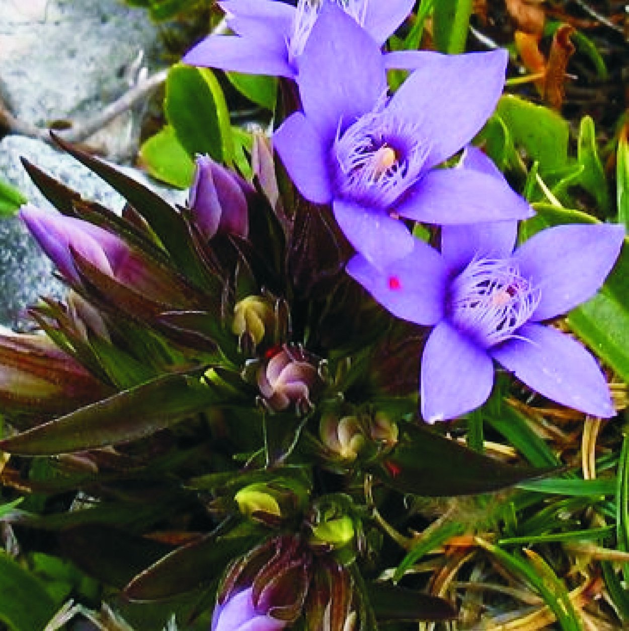 Горечавка lutea
