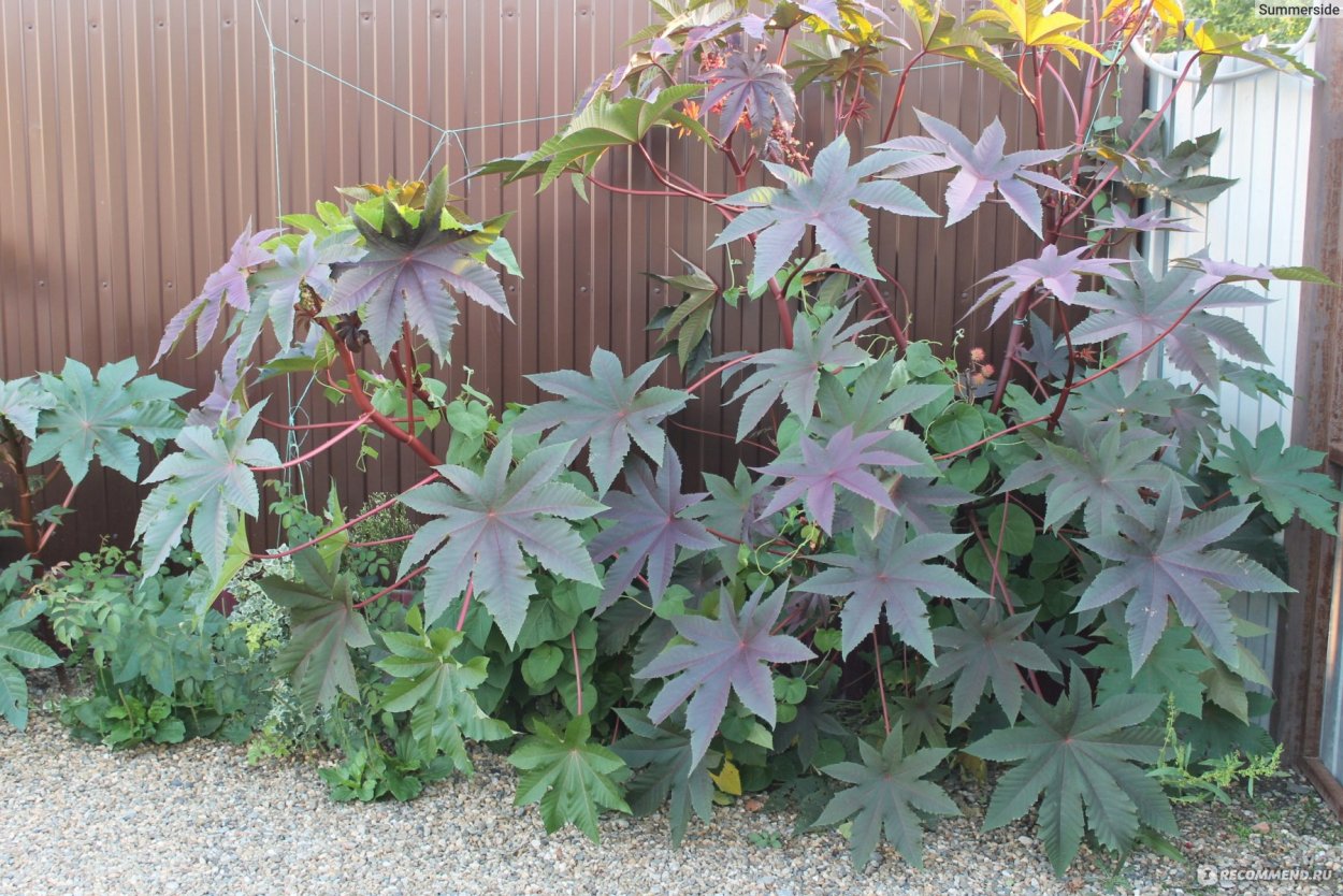 Клещевина Ricinus communis