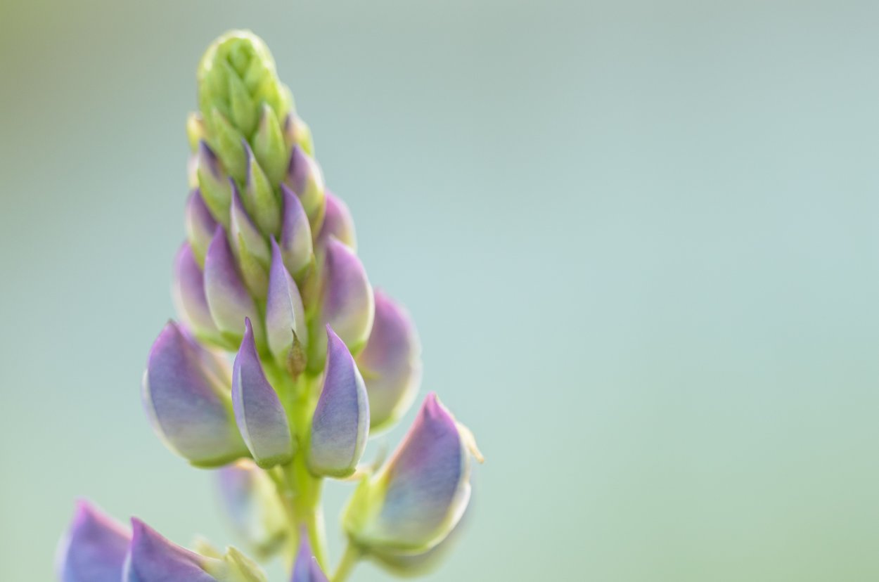 Lupinus Mini Gallery Red