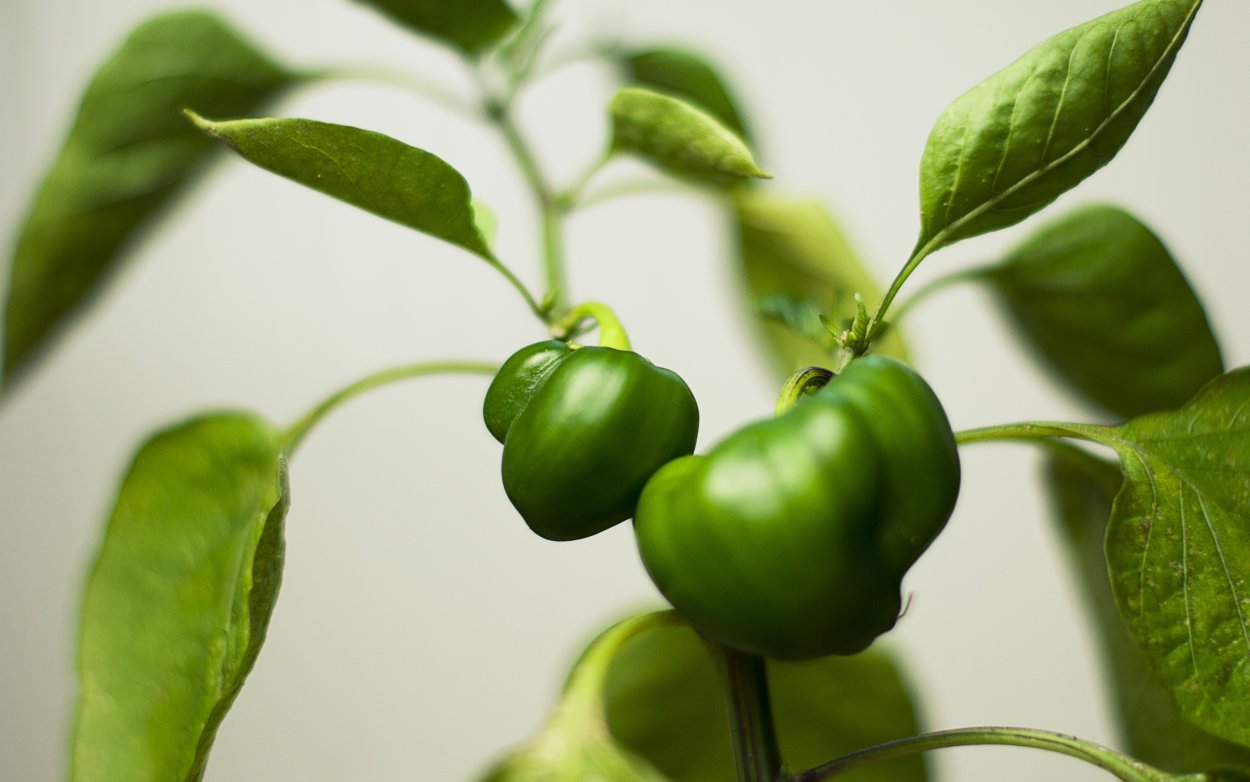 Bell Pepper растение
