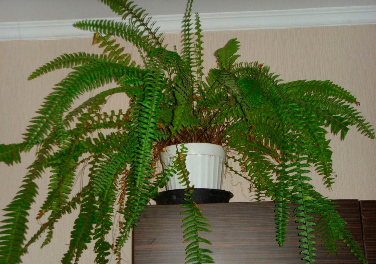 Папоротник нефролепис