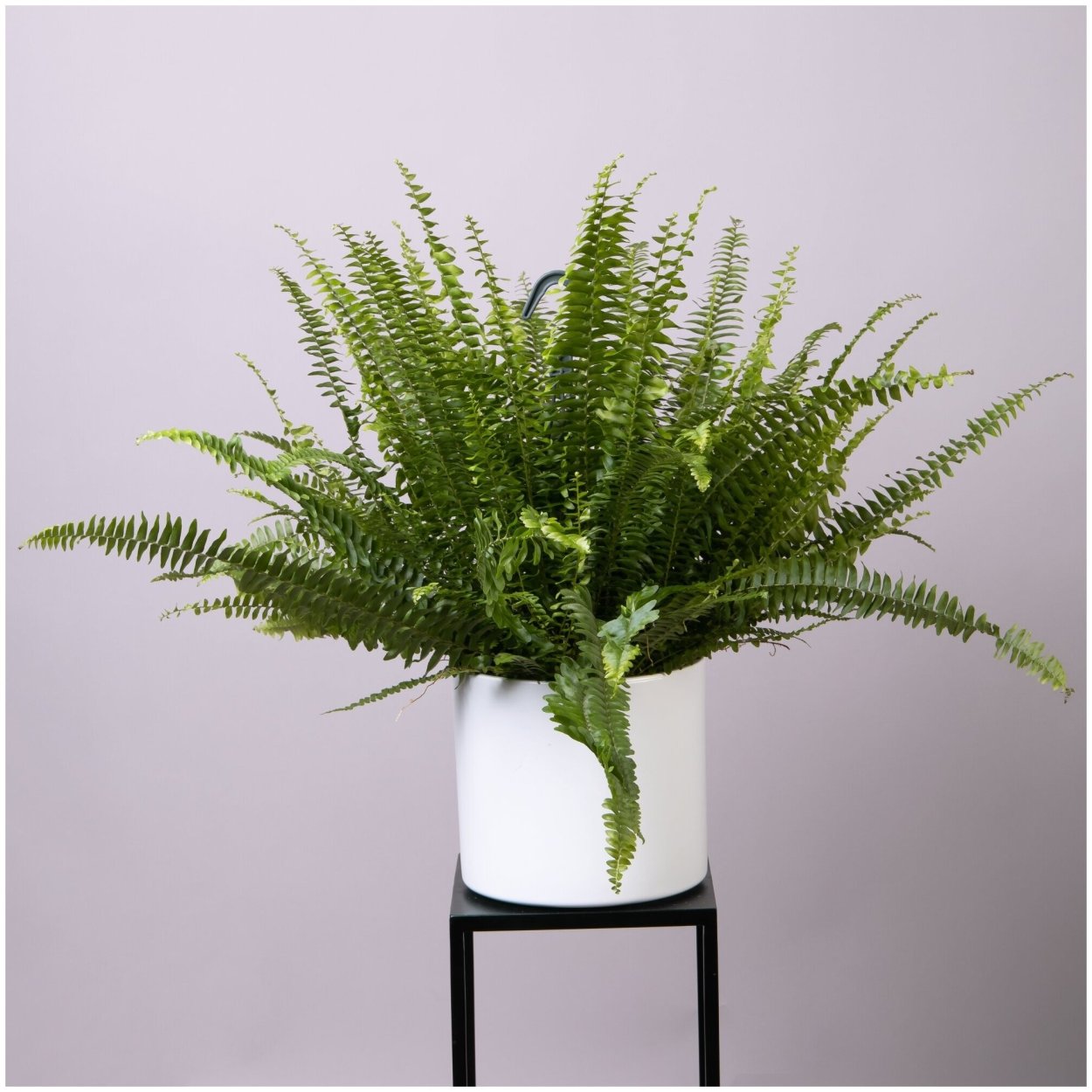 Папоротник в горшке на белом фоне