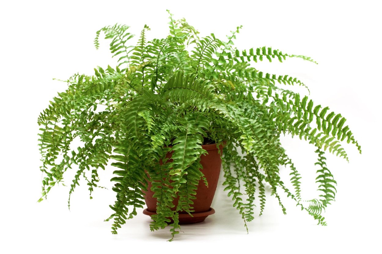 Нефролепис Уитмана