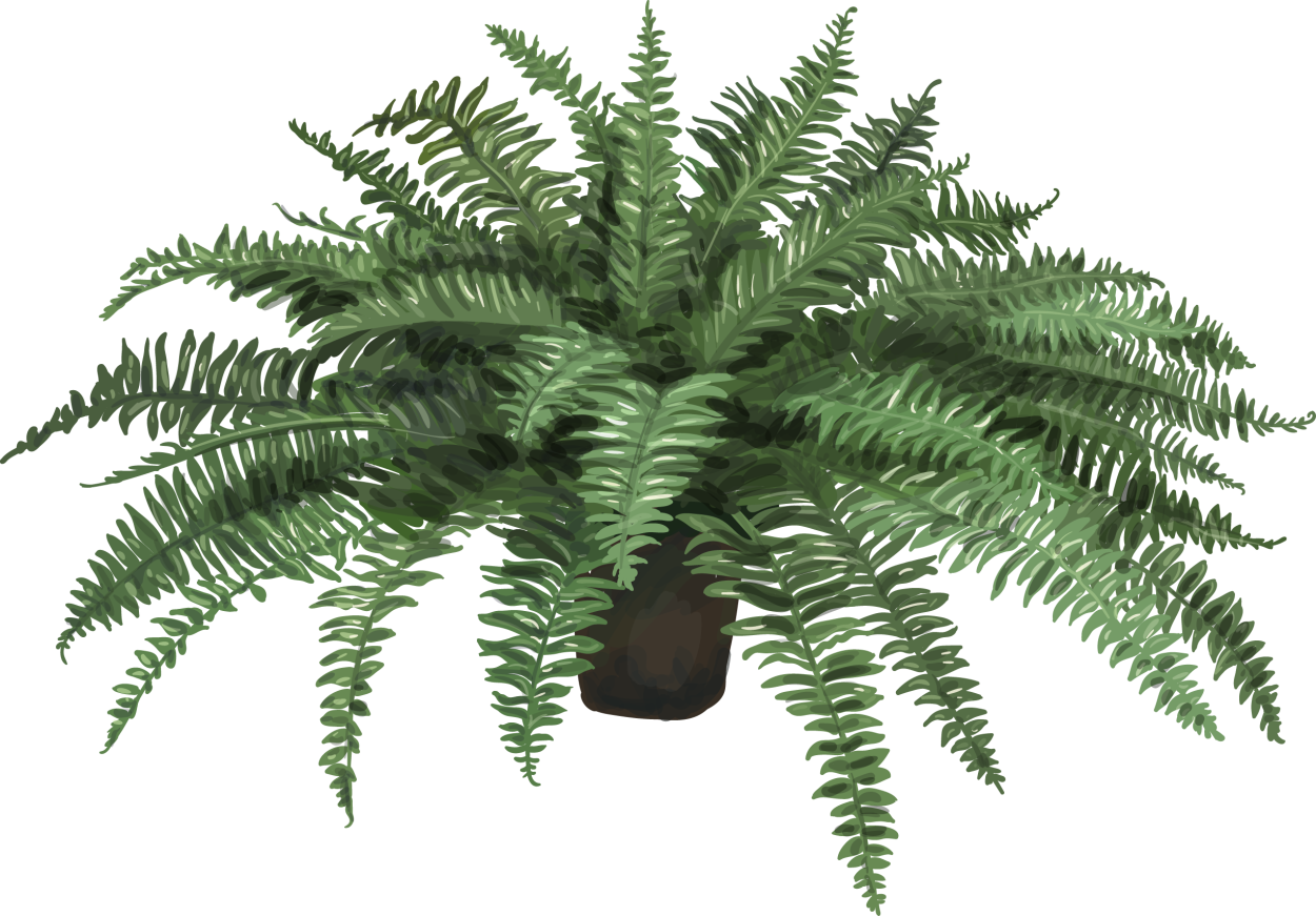 Папоротник нефролепис