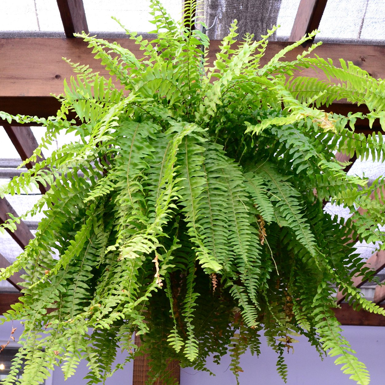 Папоротник Бостон (нефролепис)