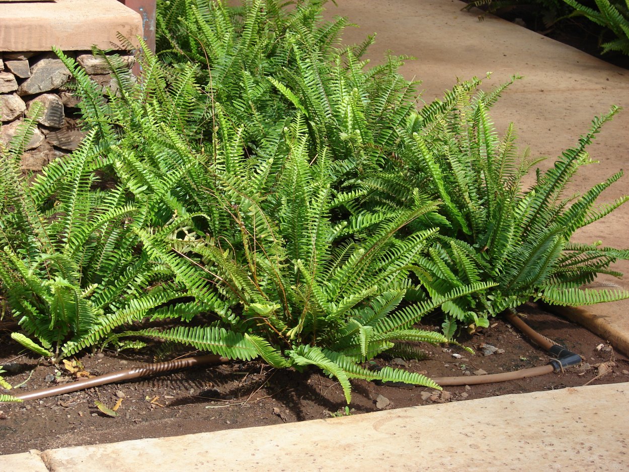 Нефролепис Бостон