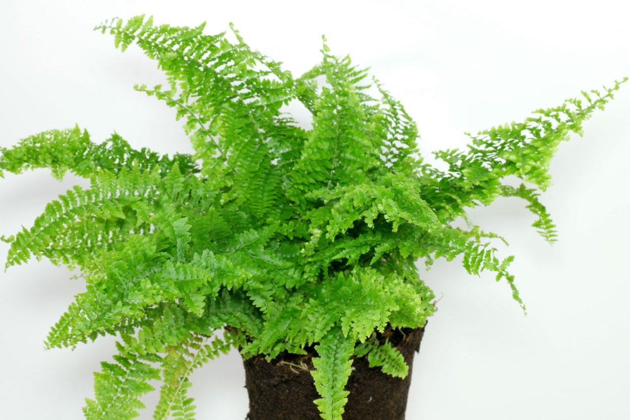 Адиантум мелкоопушенный