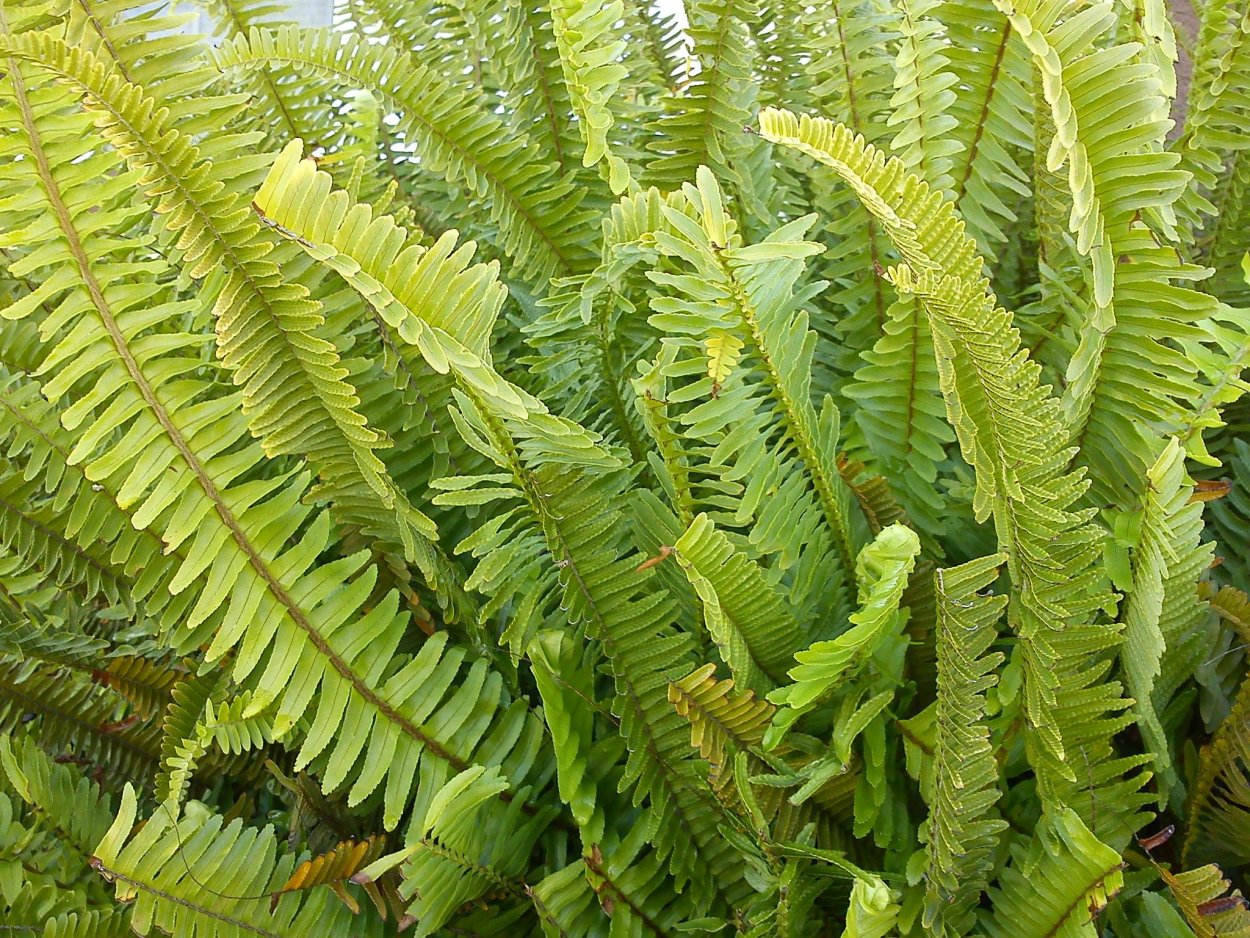 Нефролепис Марисса