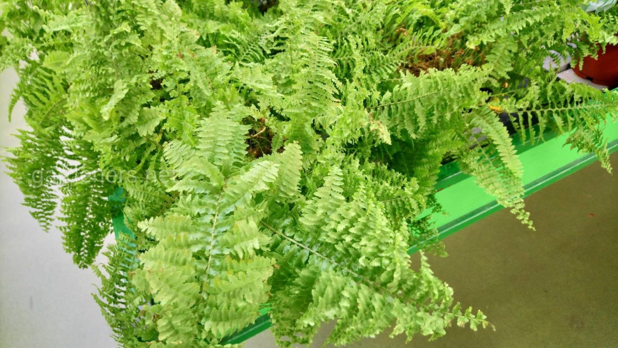 Нефролепис Грин леди