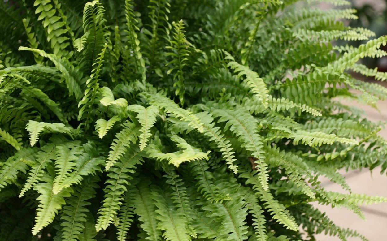 Папоротник нефролепис триждыперистый