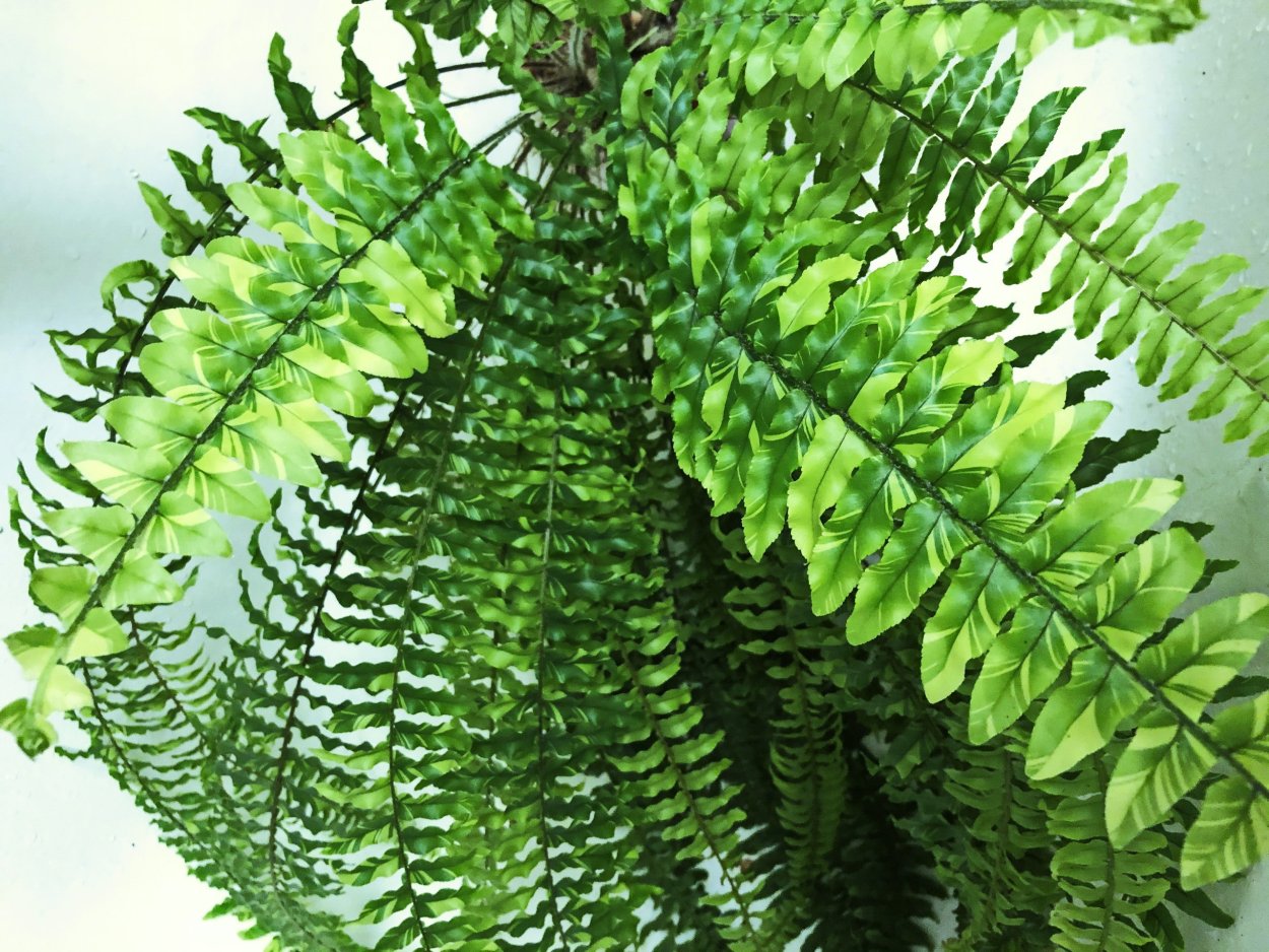 Нефролепис exaltata