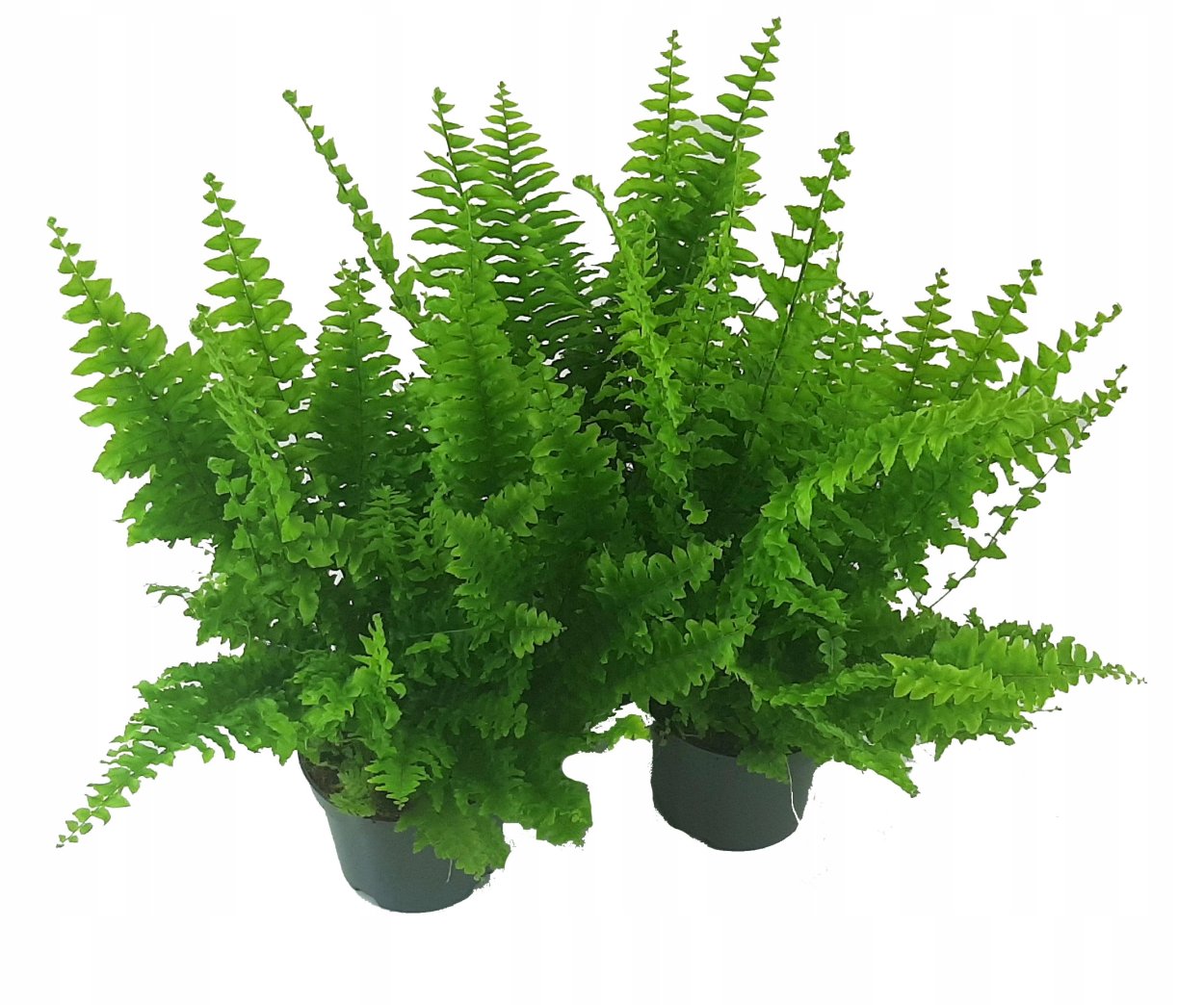 Нефролепис exaltata