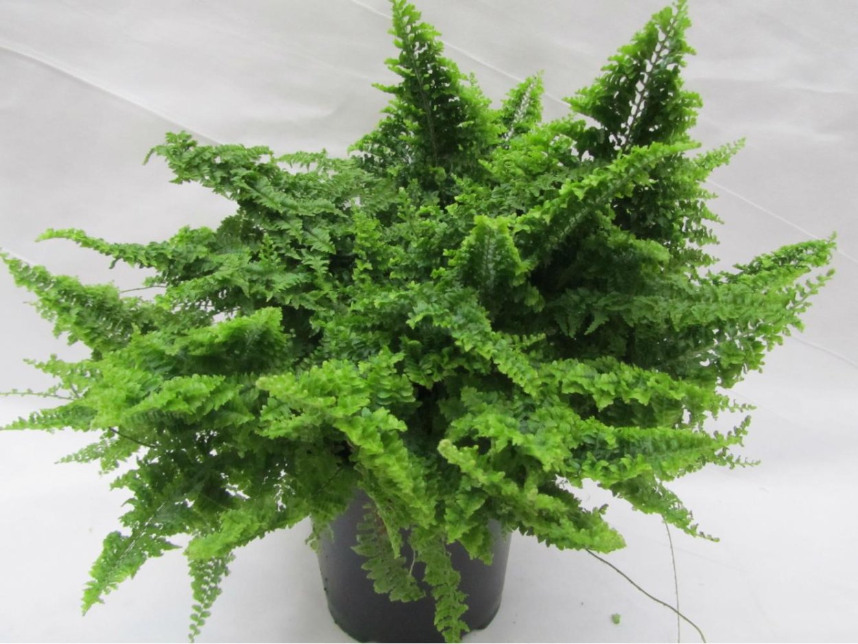 Нефролепис Глориоза