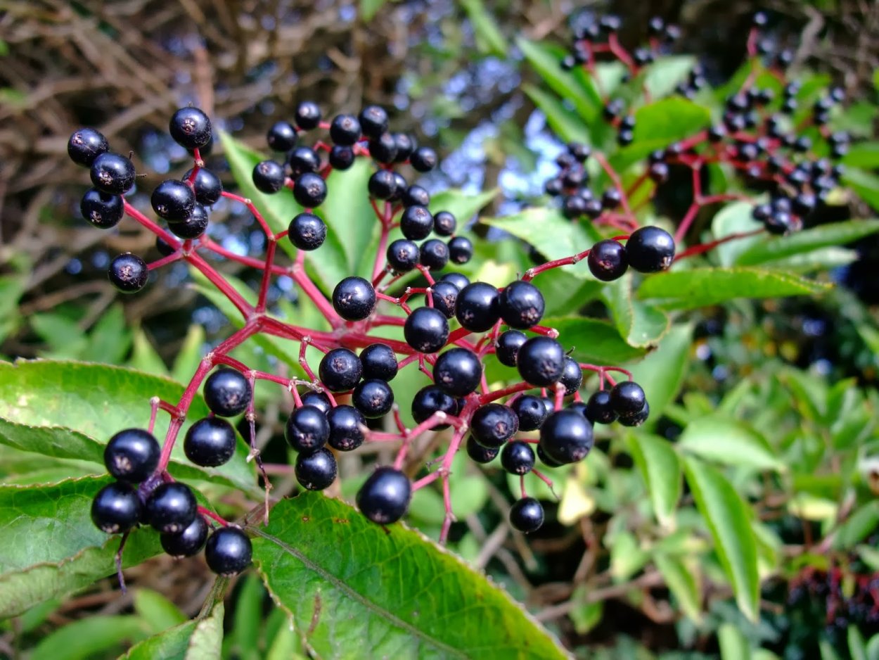 Жимолость Лесная-Lonicera xylosteum