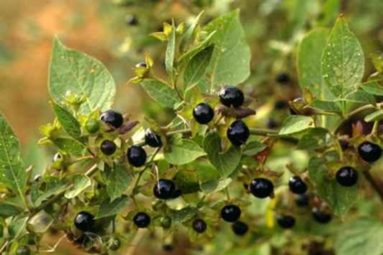 Волчья ягода белая кустарник