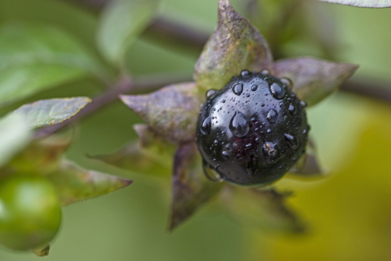 Жимолость обыкновенная (Lonicera xylosteum)