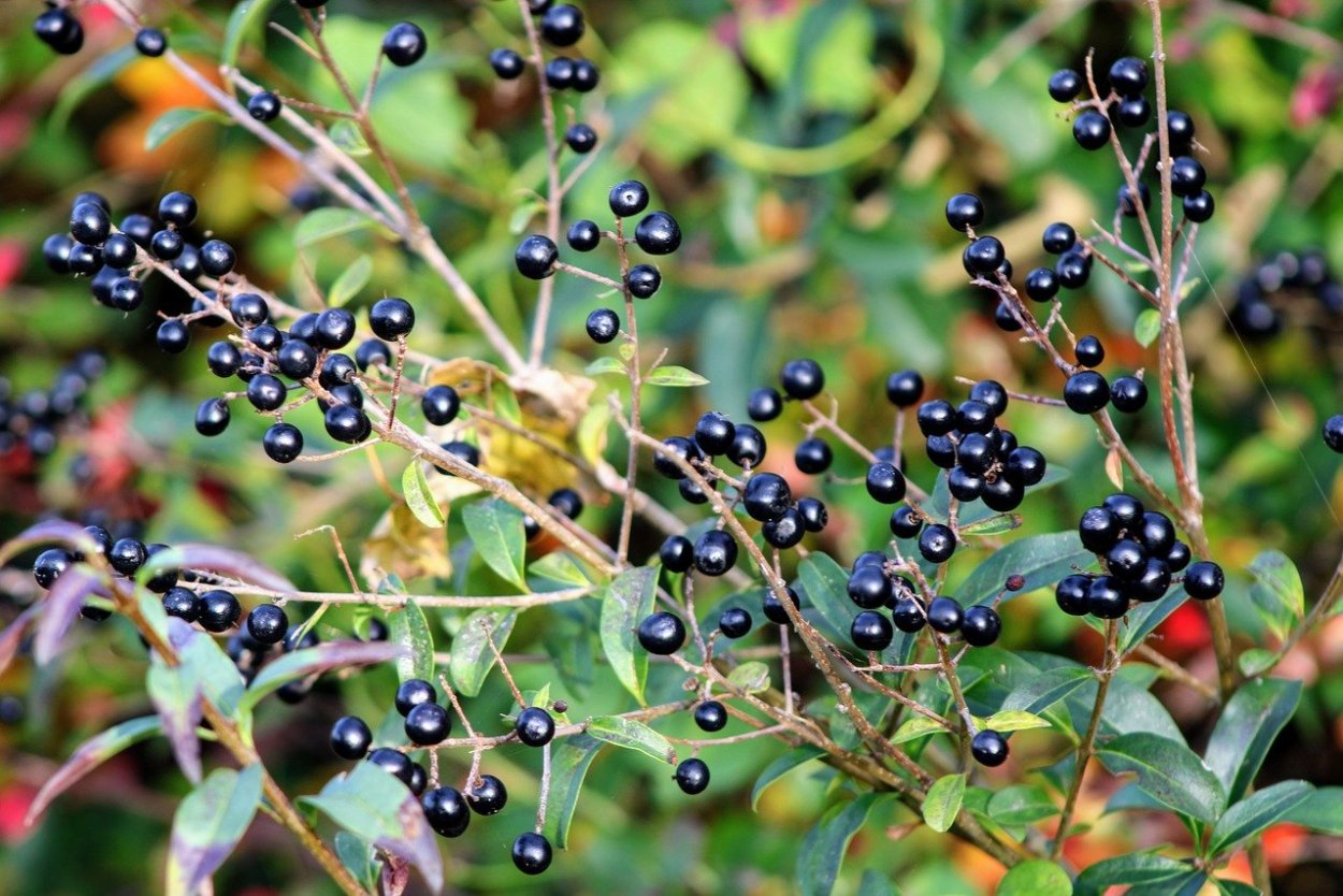 Красавка белладонна Atropa Belladonna
