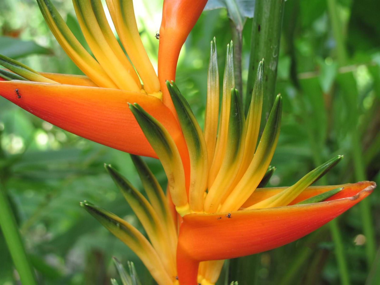 Фаталик витаспаразис