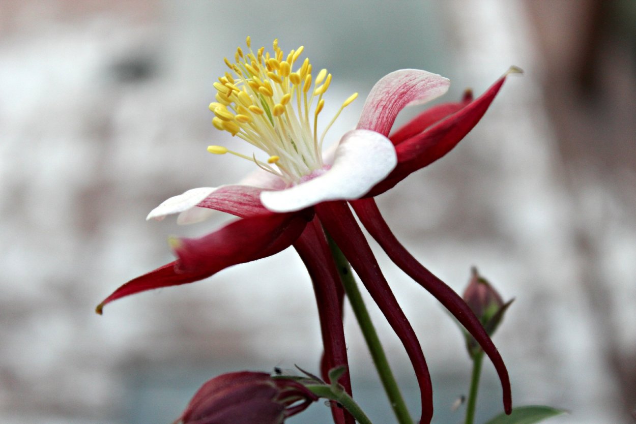 Фаталик витаспаразис