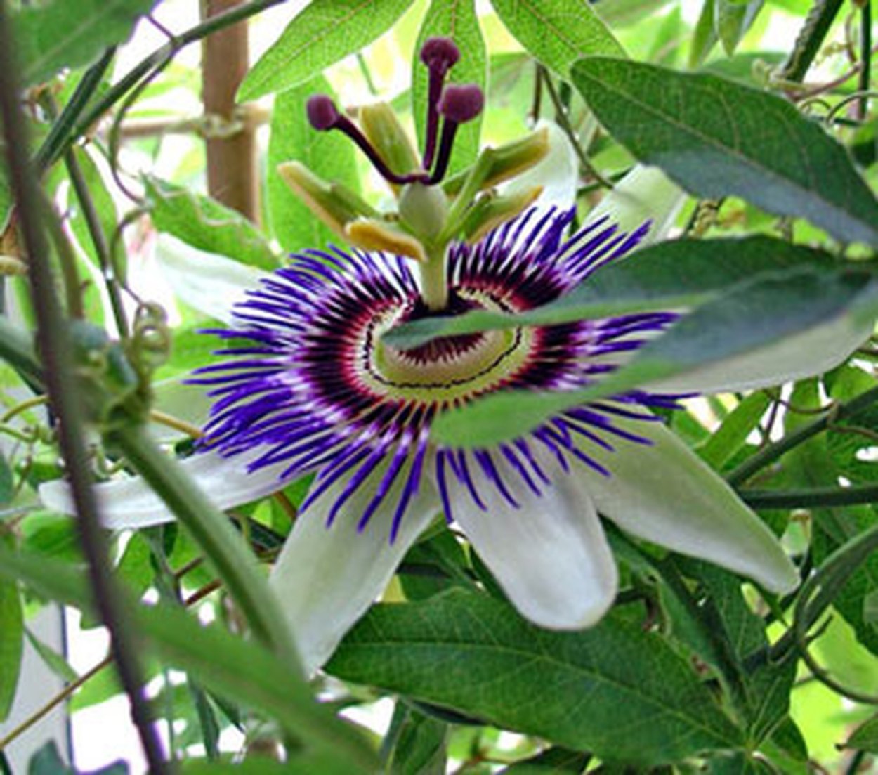 Пассифлора голубая
