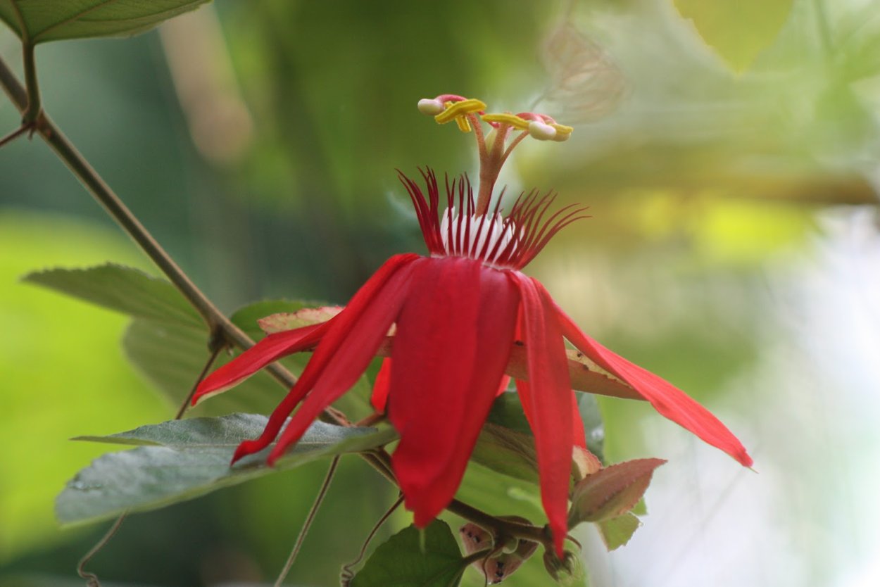 Фаталик витаспаразис