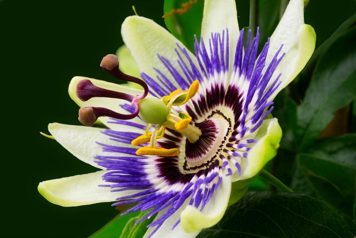 Пассифлора или страстоцвет