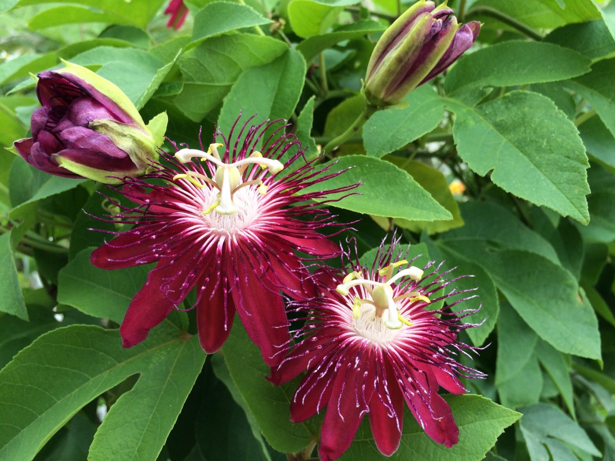 Страстоцвет пассифлора