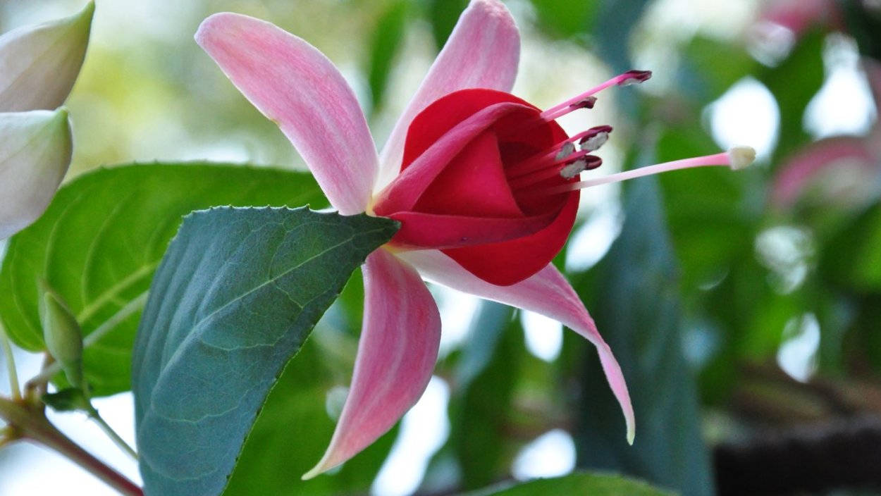 Фаталик витаспаразис