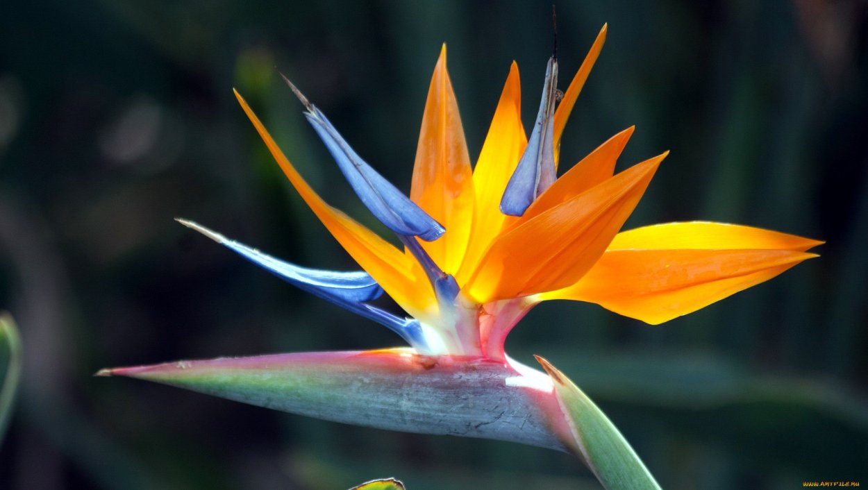 Стрелиция Райская птица