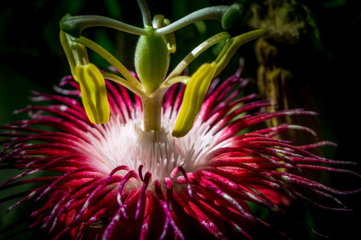 Фаталик витаспаразис цветок