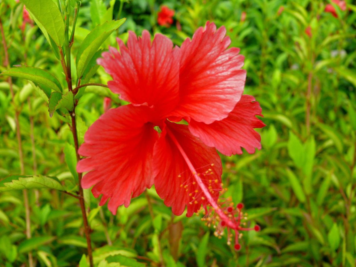 Фаталик витаспаразис цветок