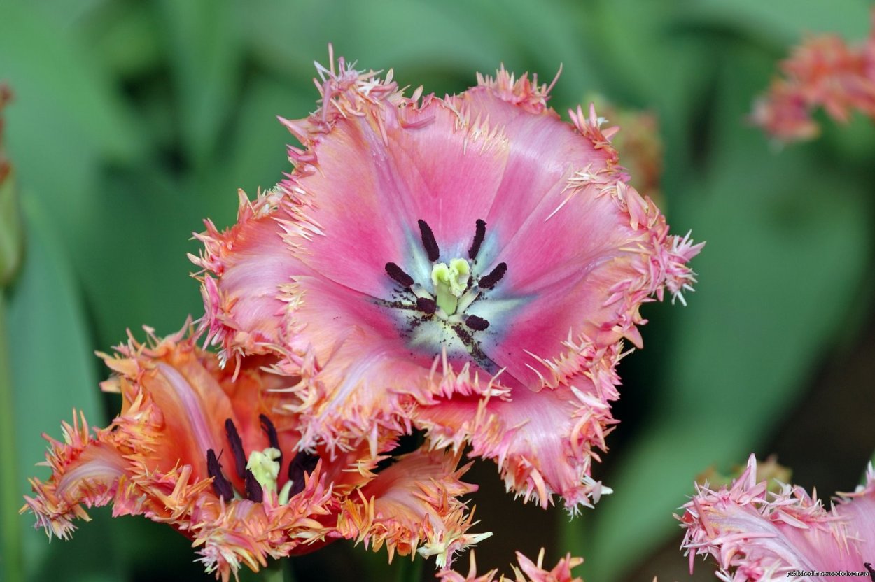 Самые редкие селекционные растения