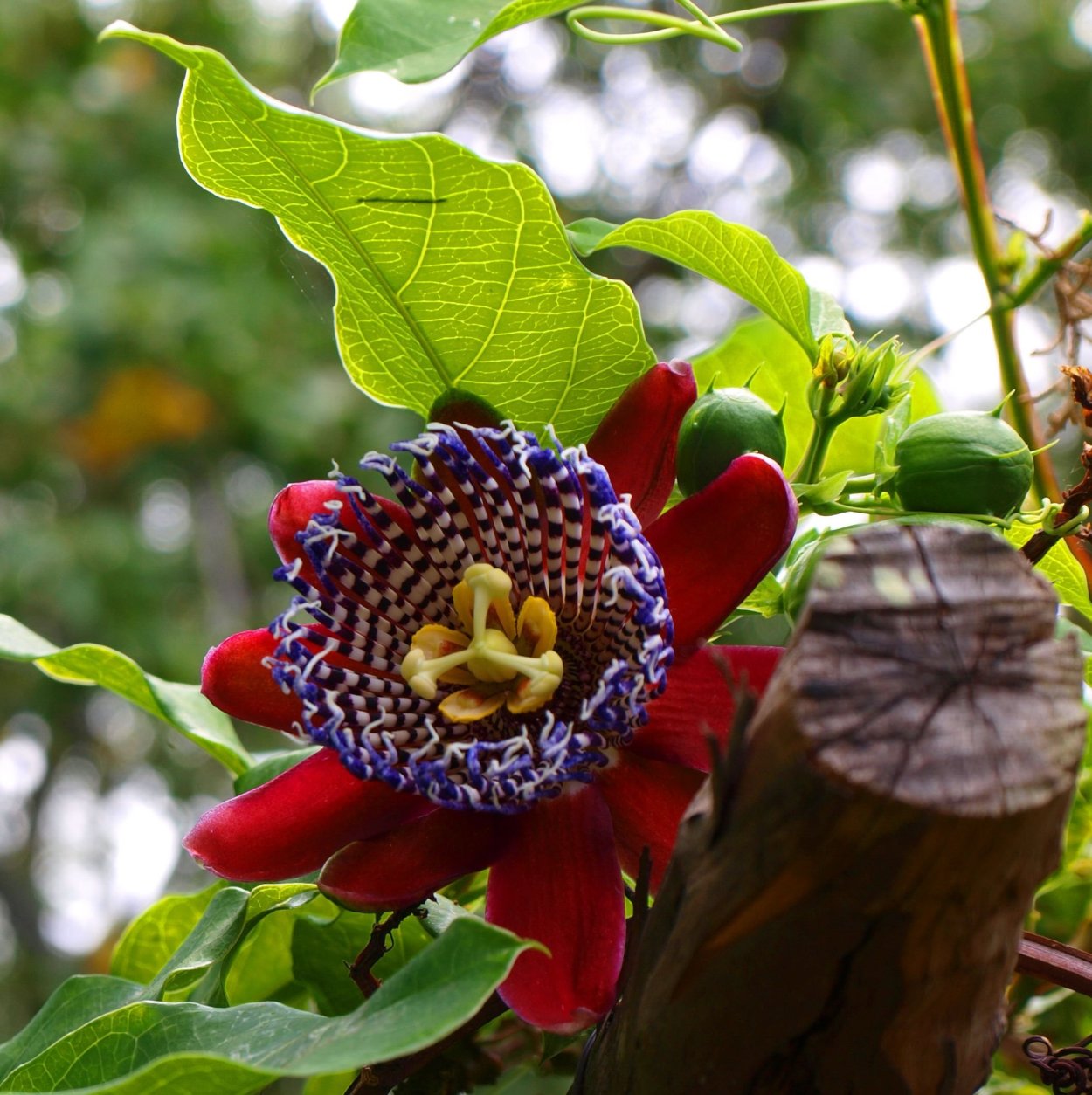 Пассифлора Эдулис Фредерик