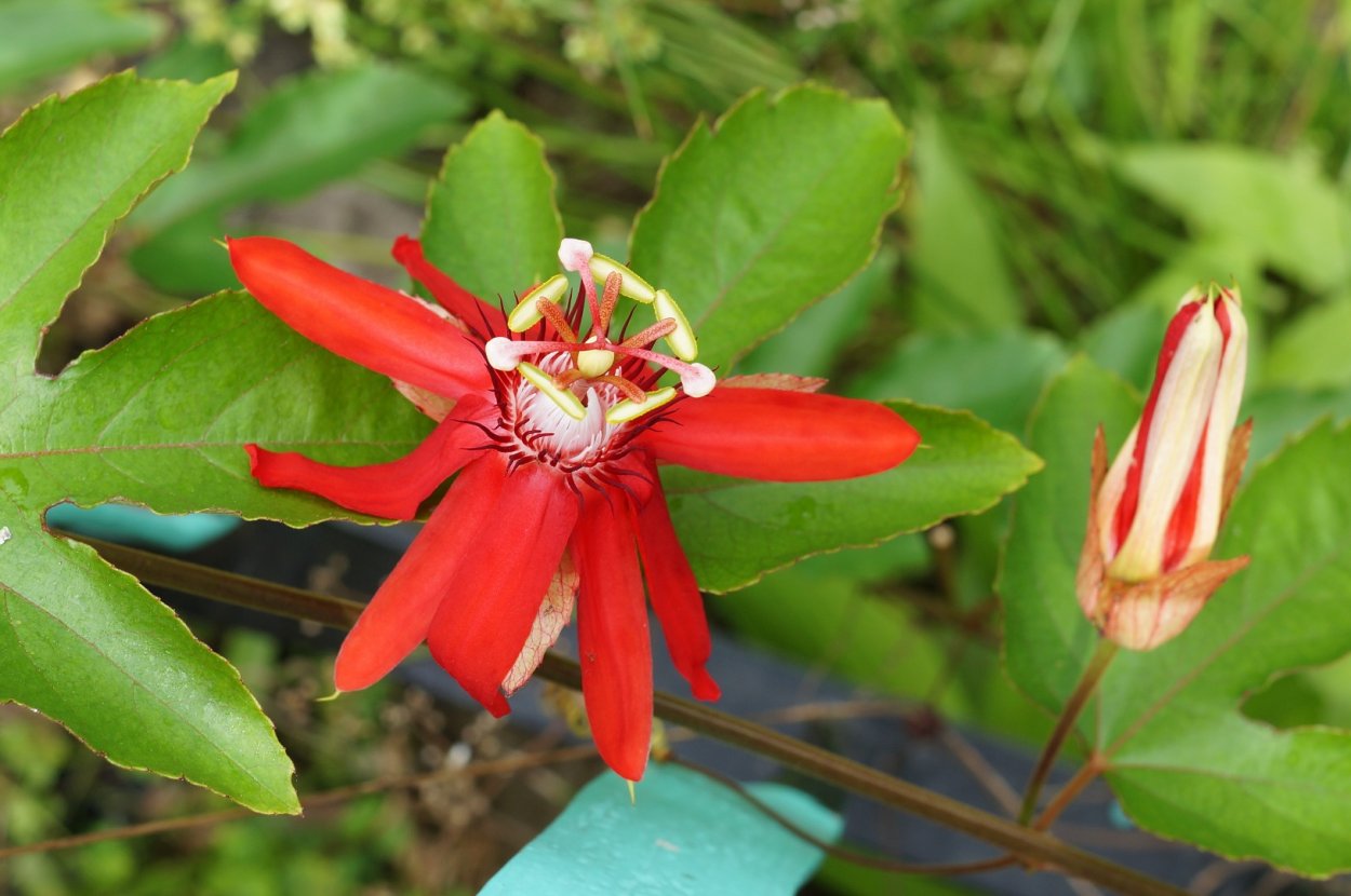 Пассифлора Королевская звезда