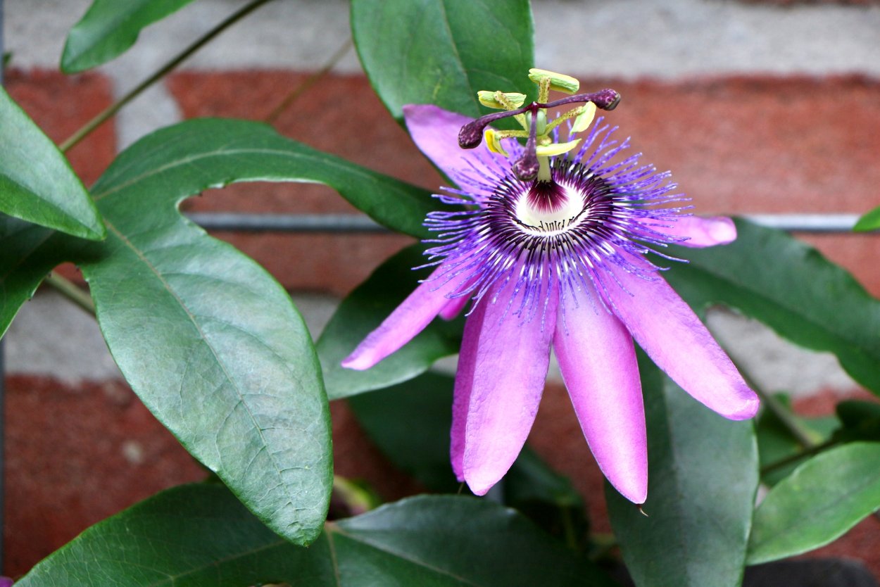 Пуансеттия Euphorbia pulcherrima