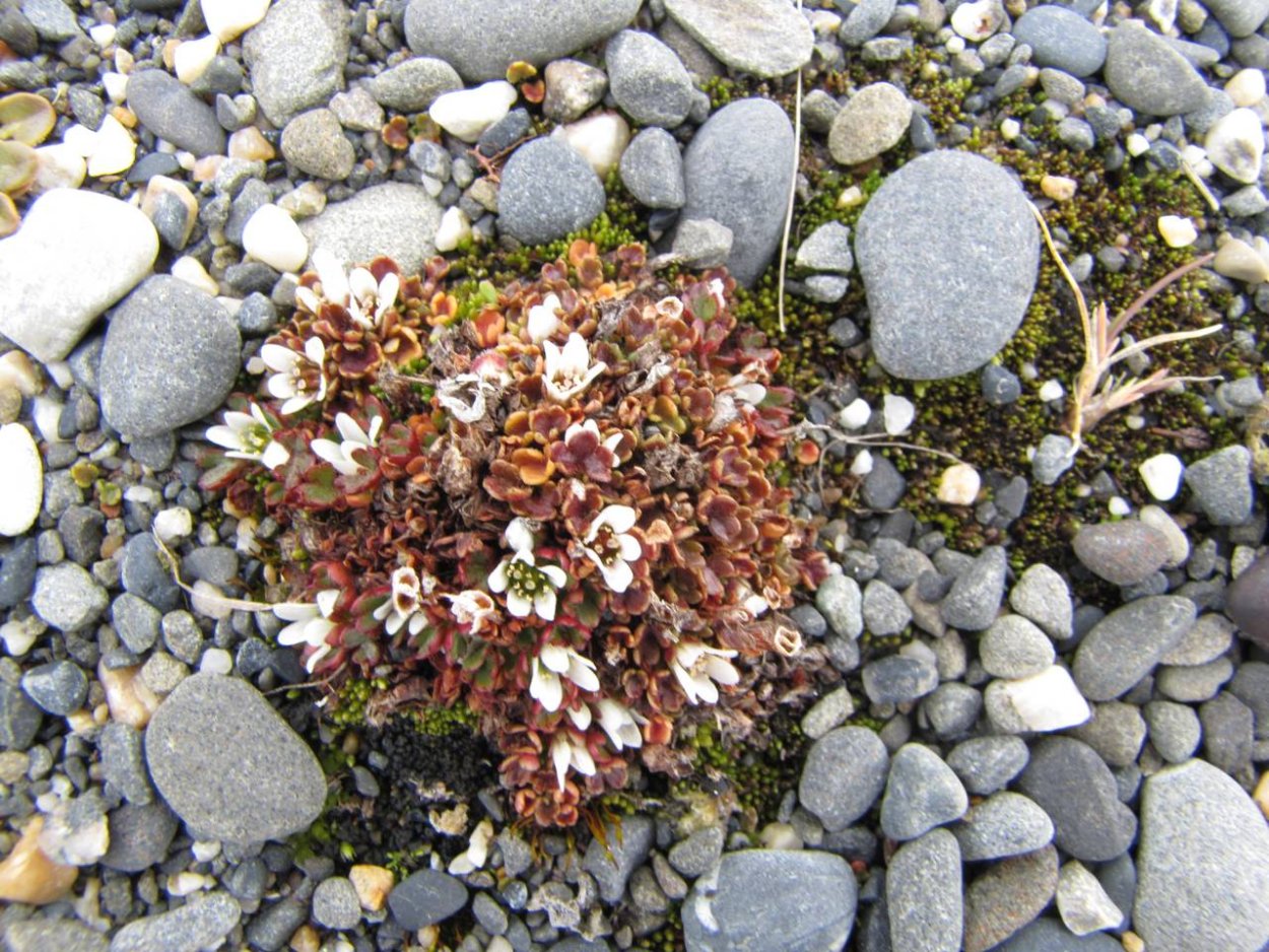 Камнеломкой (saxifragahy-perborea