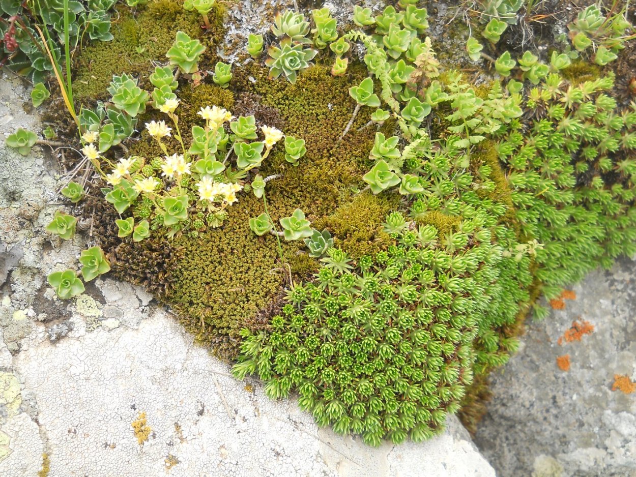 Камнеломка мускусная