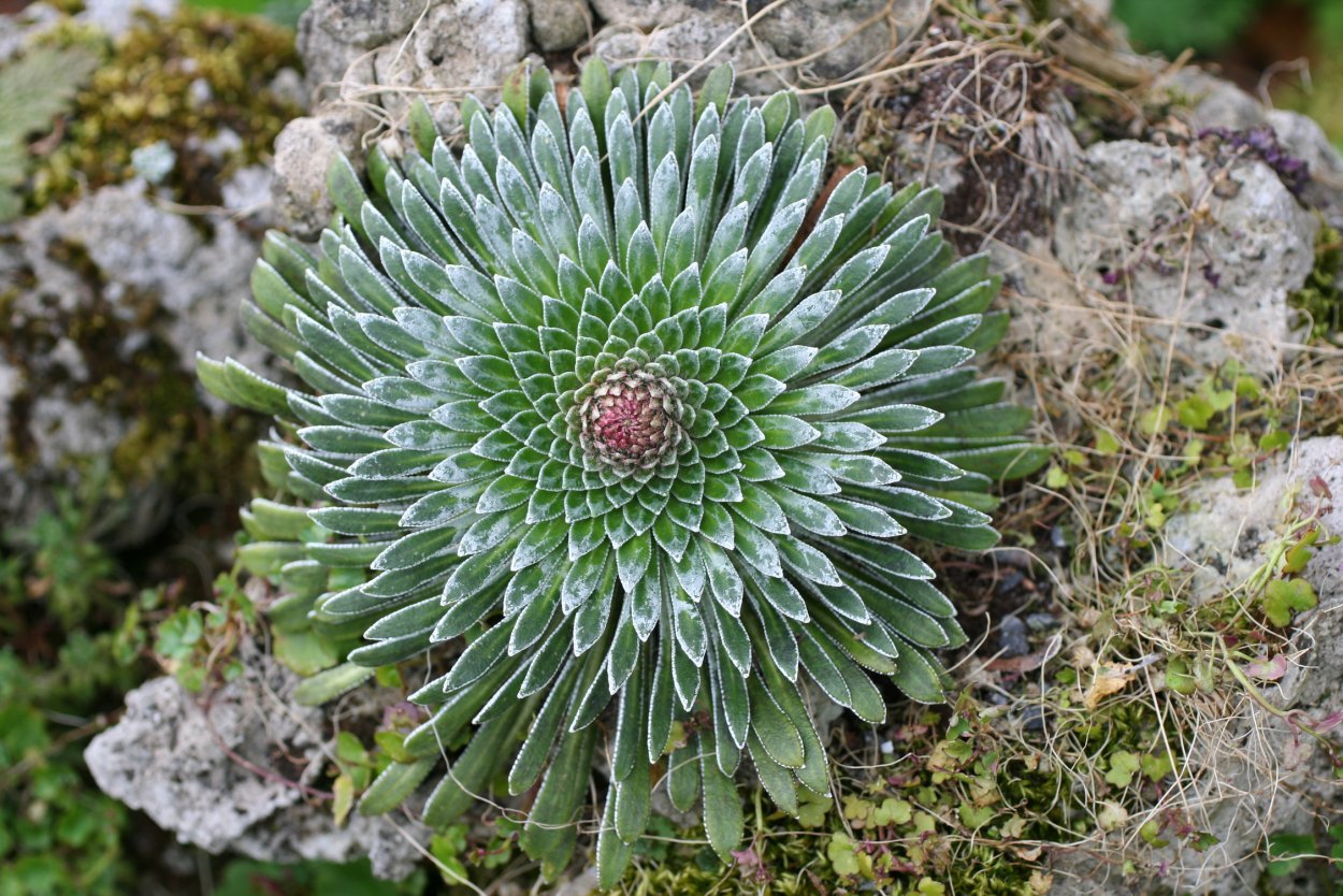 Камнеломка (Saxifraga)