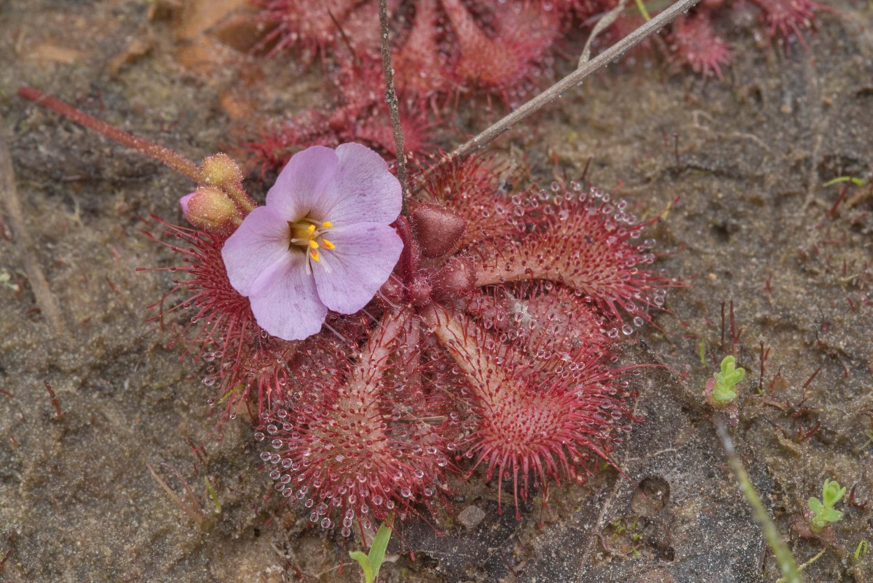 Drosera spatulata Hong Kong