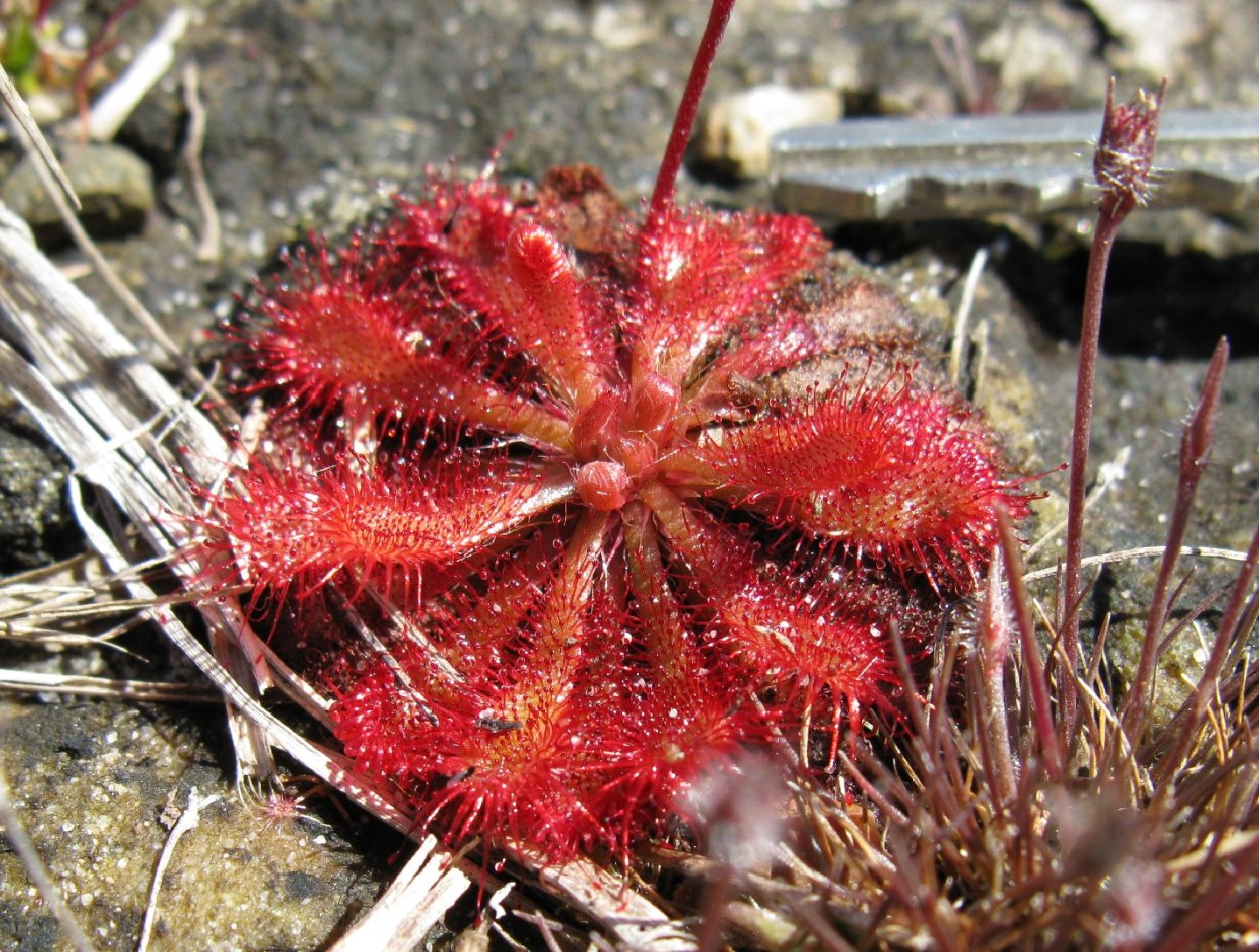Drosera venusta