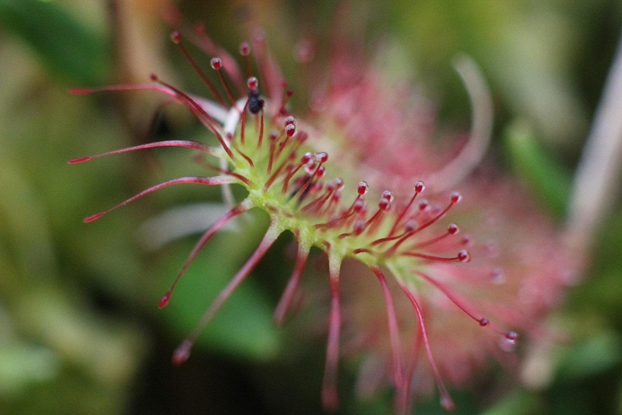 Epingle Velvet ground macro photo