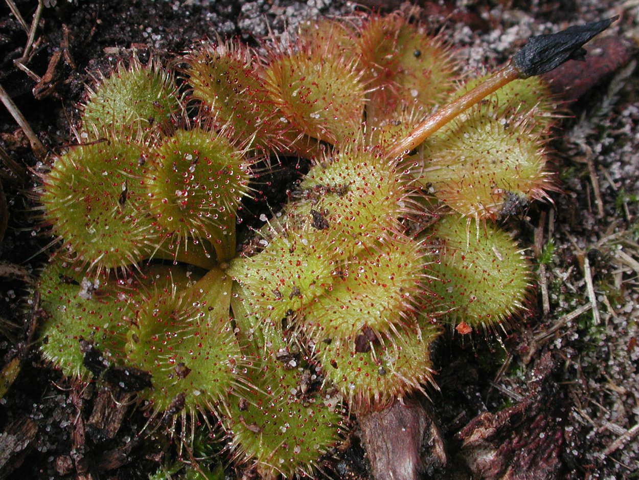 Drosera barbigera