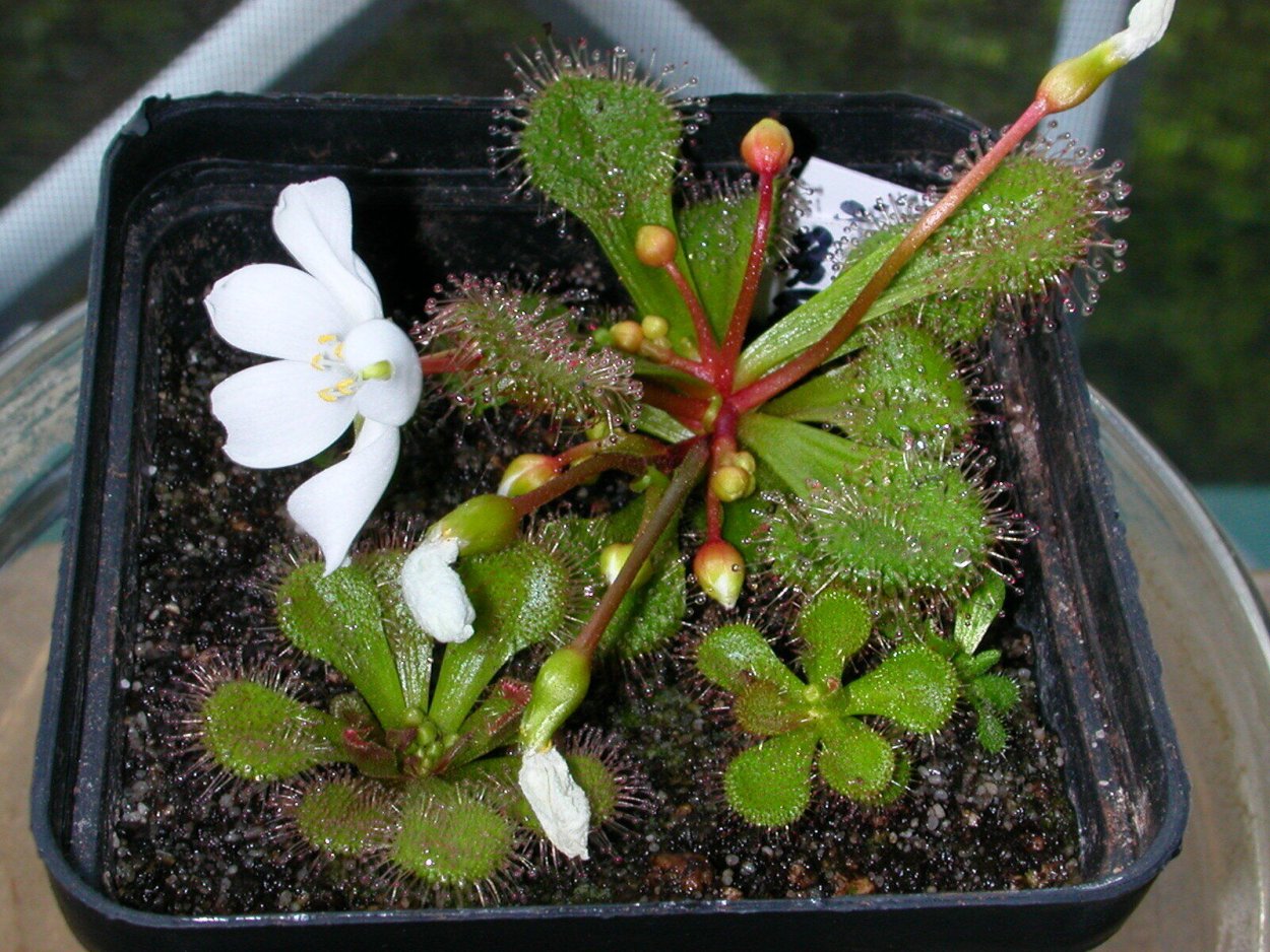 Drosera whittakeri