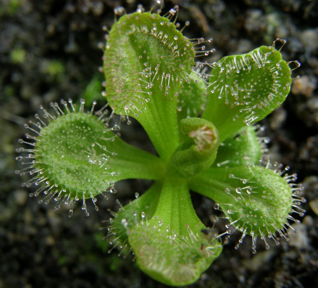 Drosera collinsiae Fairyland