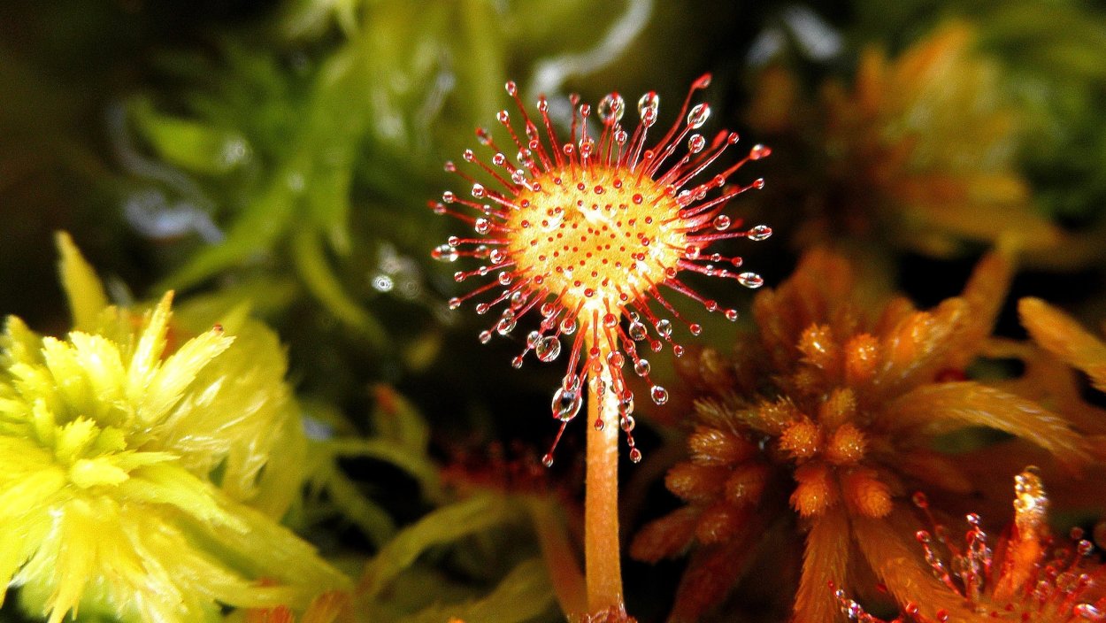 Семейство Росянковые (Droseraceae)