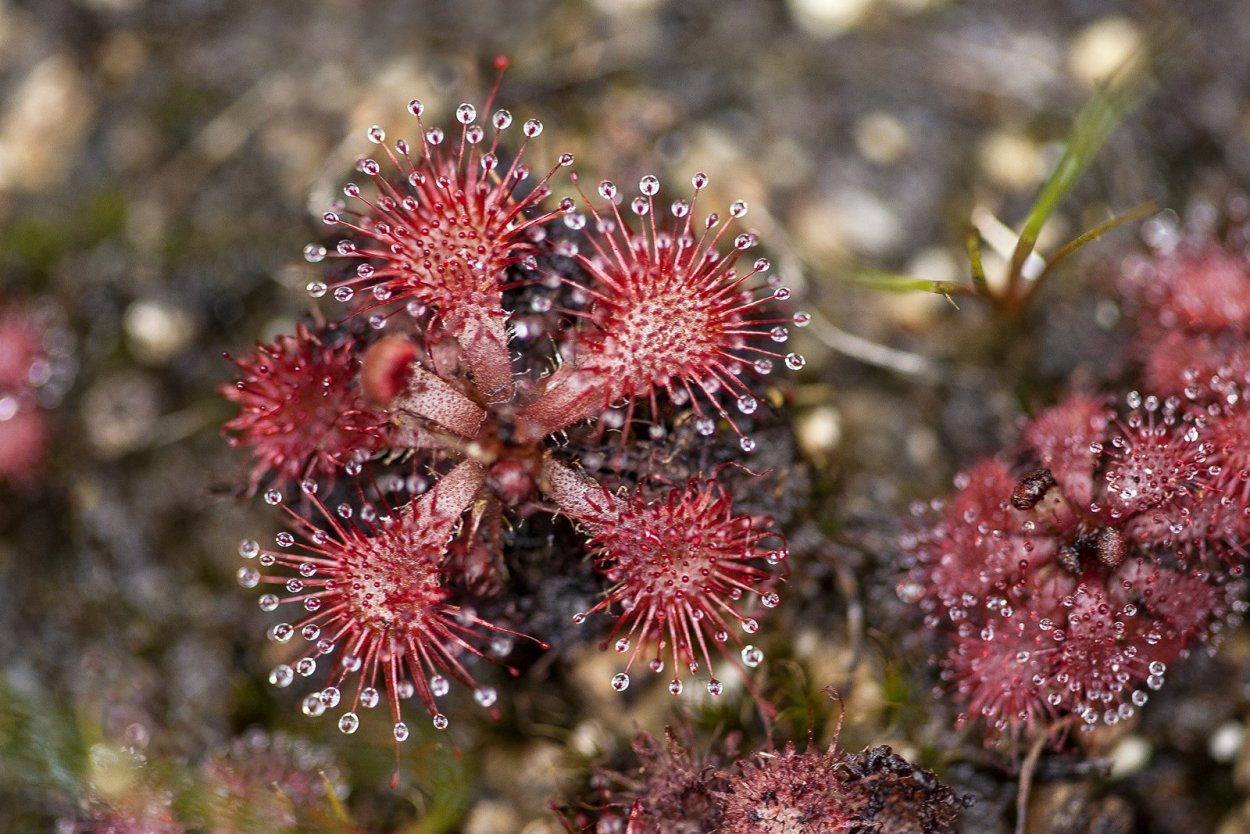 Drosera (Sundew Plants)