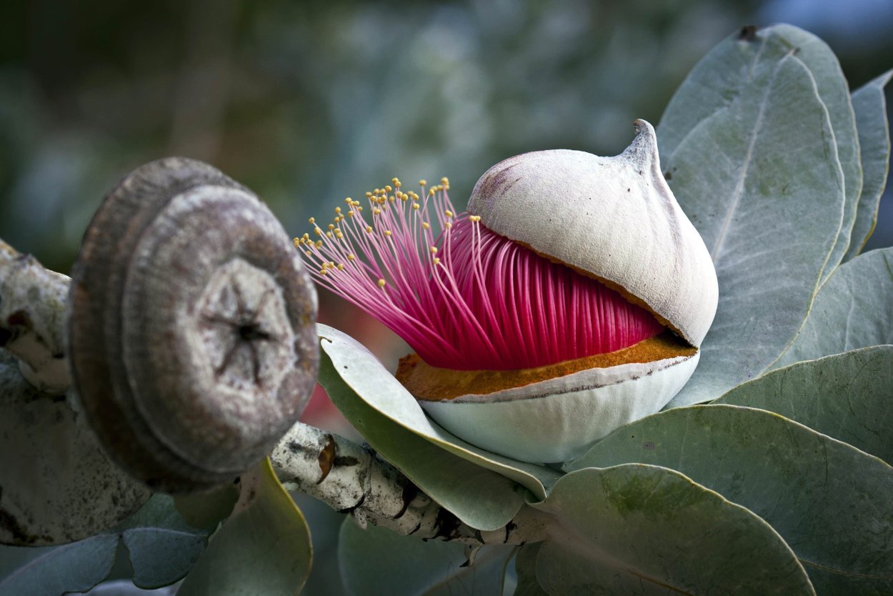 Eucalyptus rhodantha