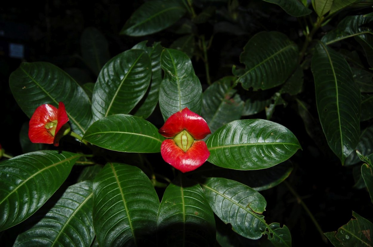 Sublime Psychotria or hot Lips illustration