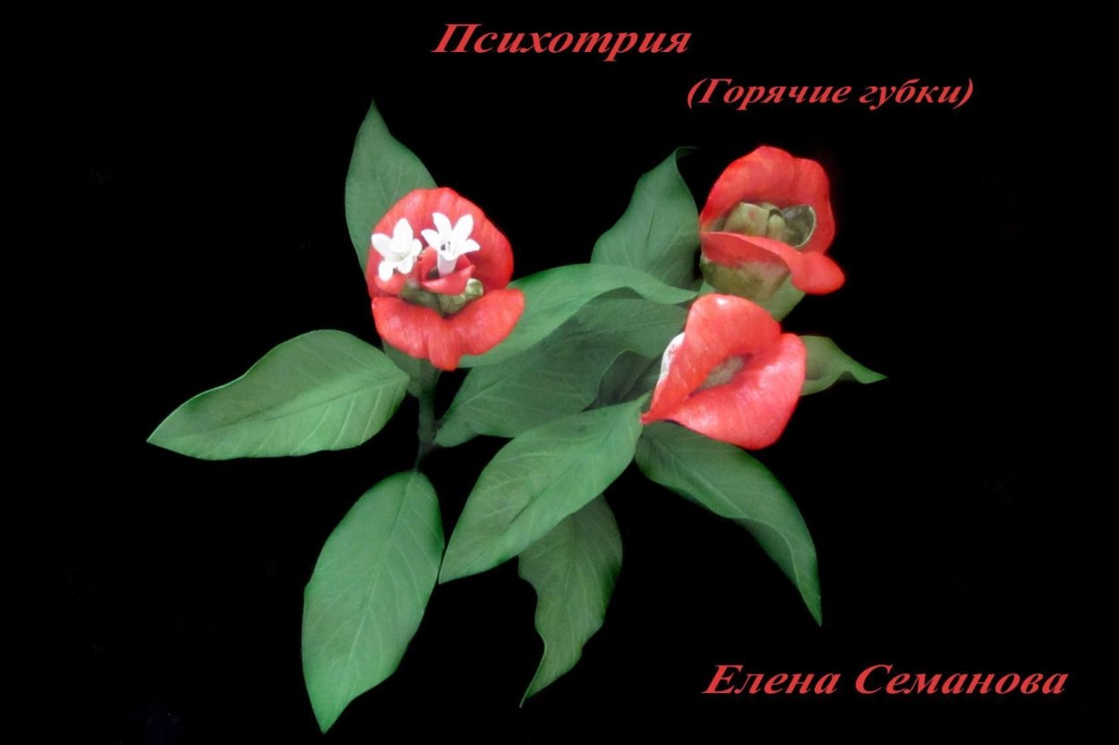 Дерево Психотрия Южная Америка