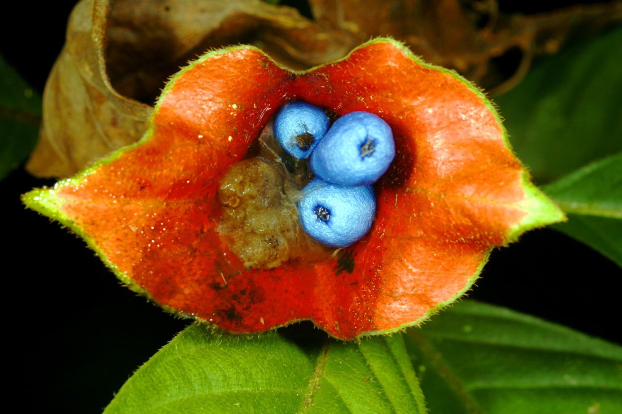 Psychotria poeppigiana